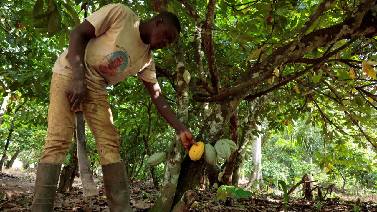 Côte d’Ivoire : le prix garanti du cacao maintenu à 1 200 FCFA le kilo