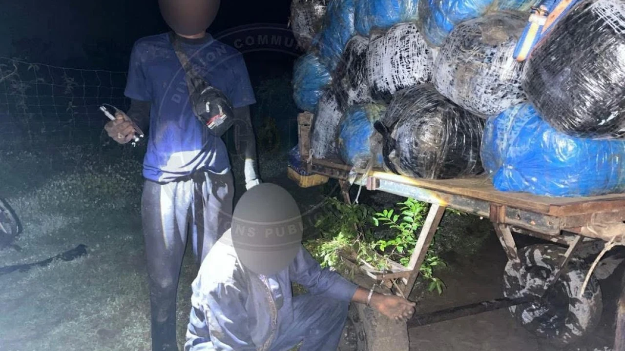 Mbodiène : 427 kg de chanvre indien saisis par la gendarmerie