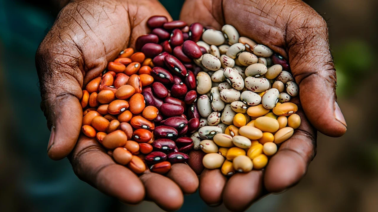 PABRA revendique plus de 600 variétés de haricot diffusées dans 31 pays africains