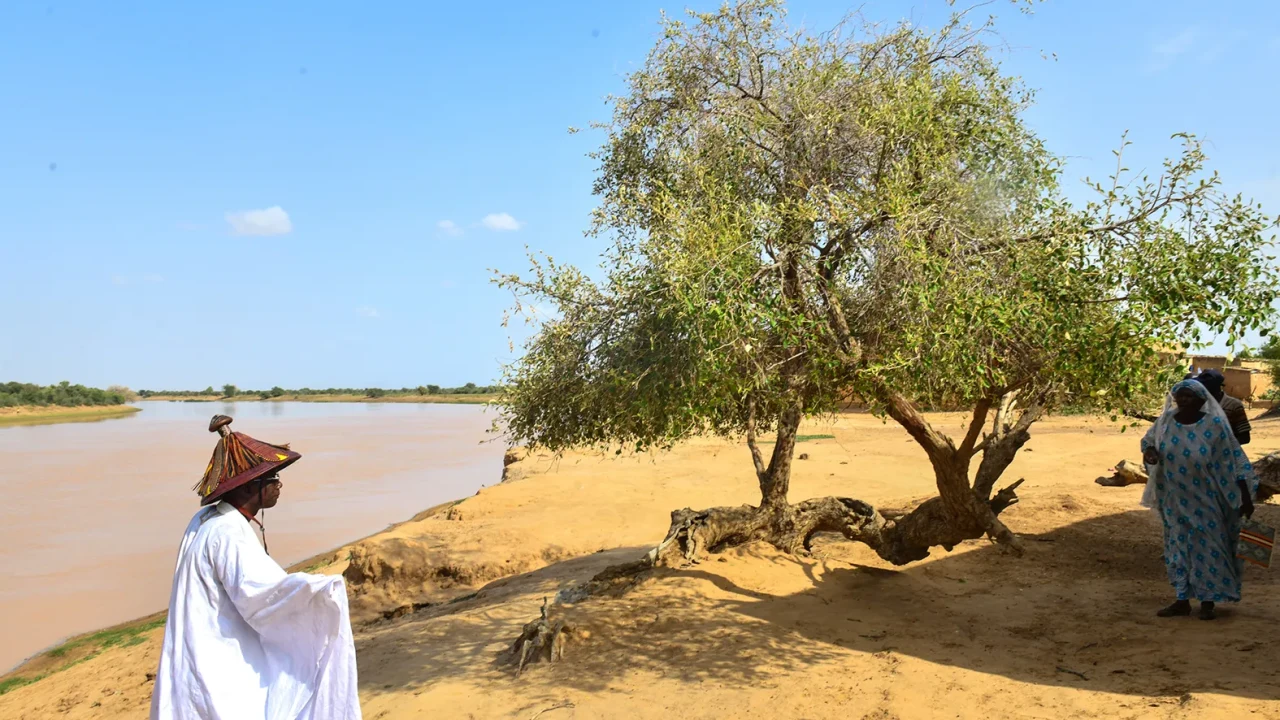 À Siouré Thiambé, un jujubier au cœur de la mémoire collective