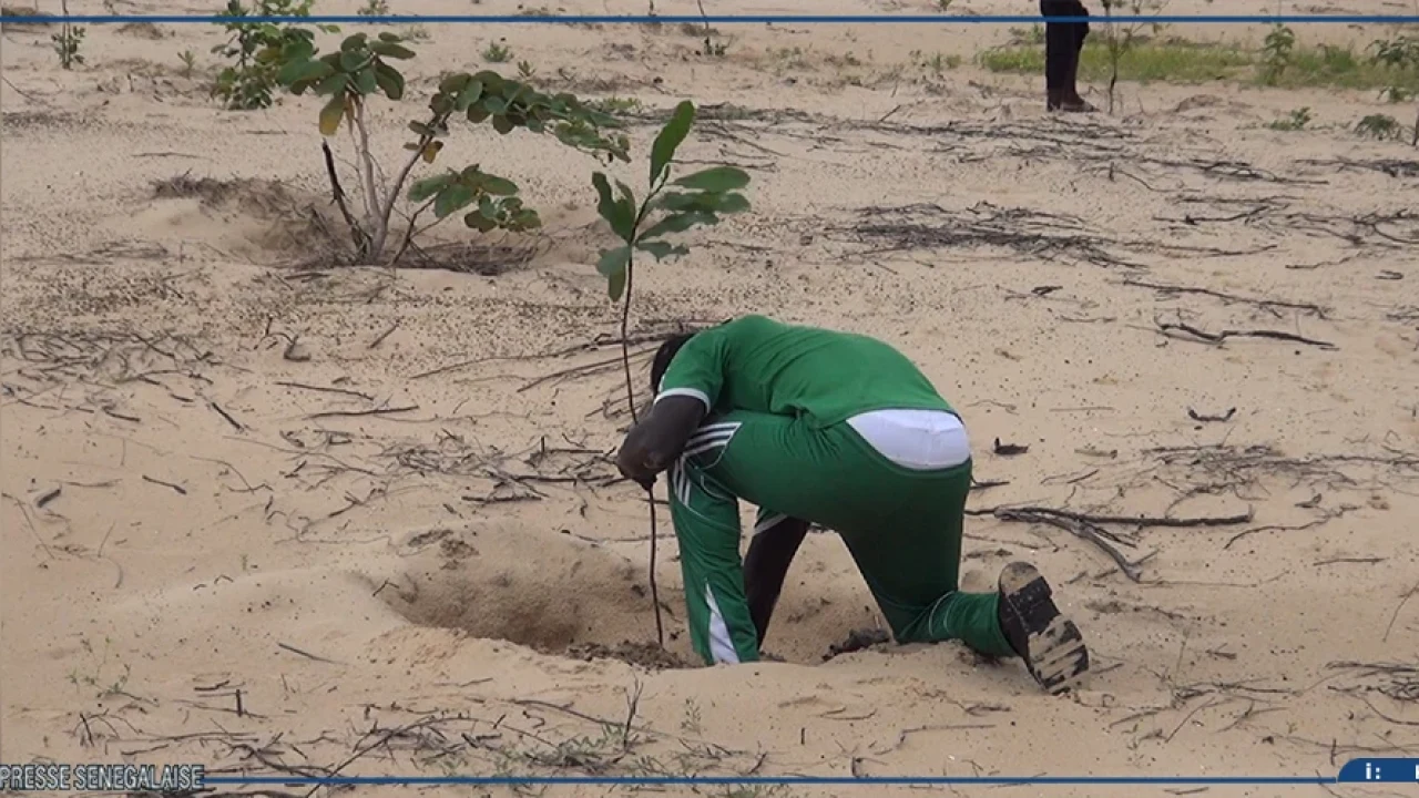 Abéné : 920 plants mis en terre pour restaurer un ancien site d’exploitation du zircon