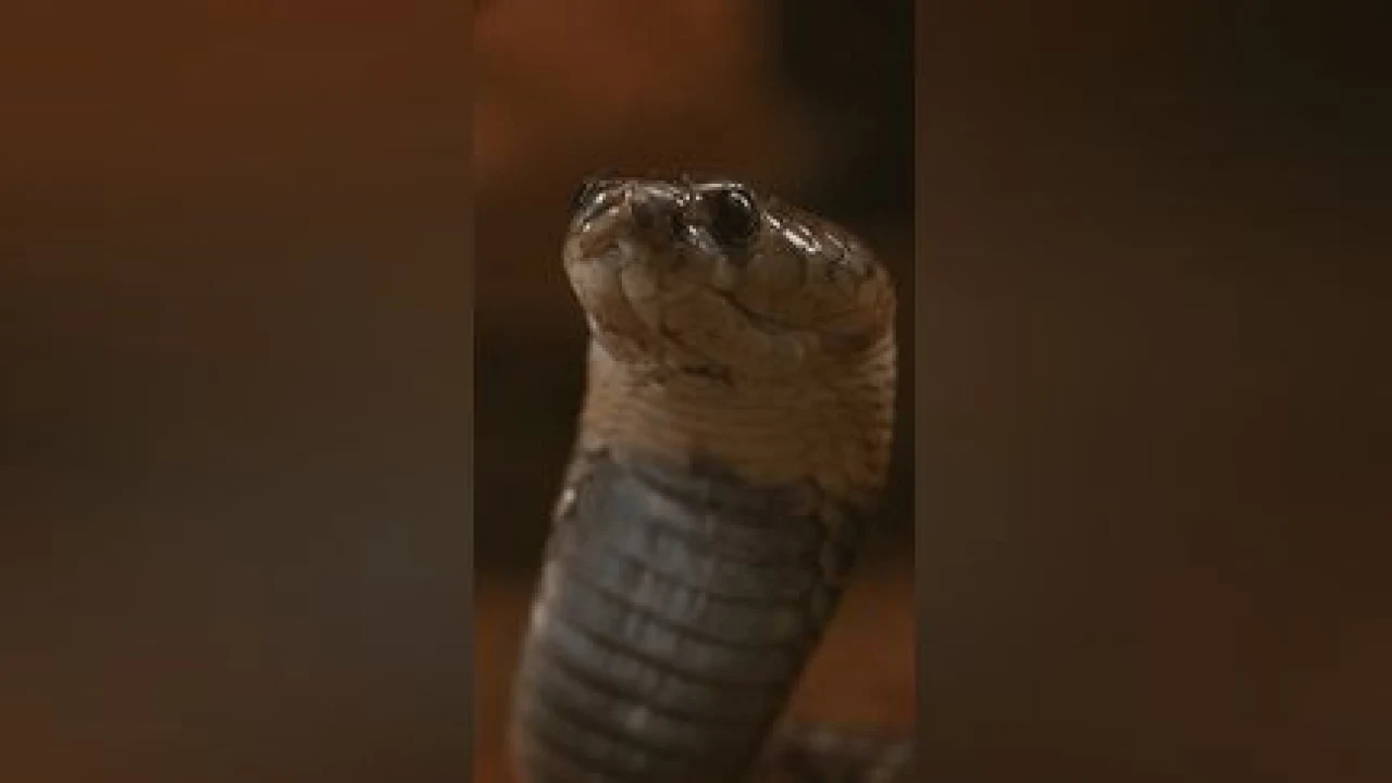 Au Kenya, le manque d’antidotes aggrave le risque lié aux serpents