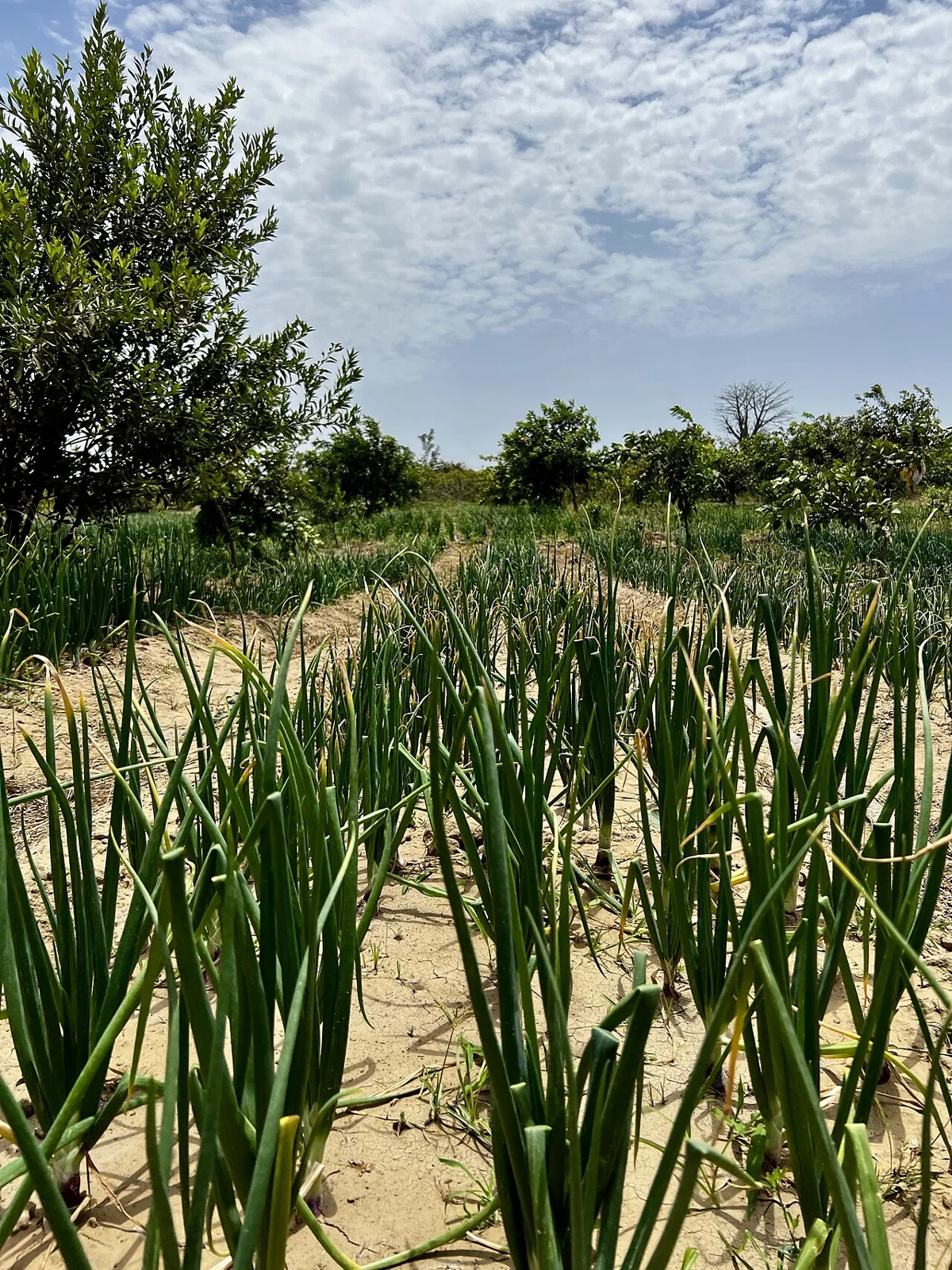 Potou : 1 500 tonnes de stockage prévues pour limiter les pertes d’oignons