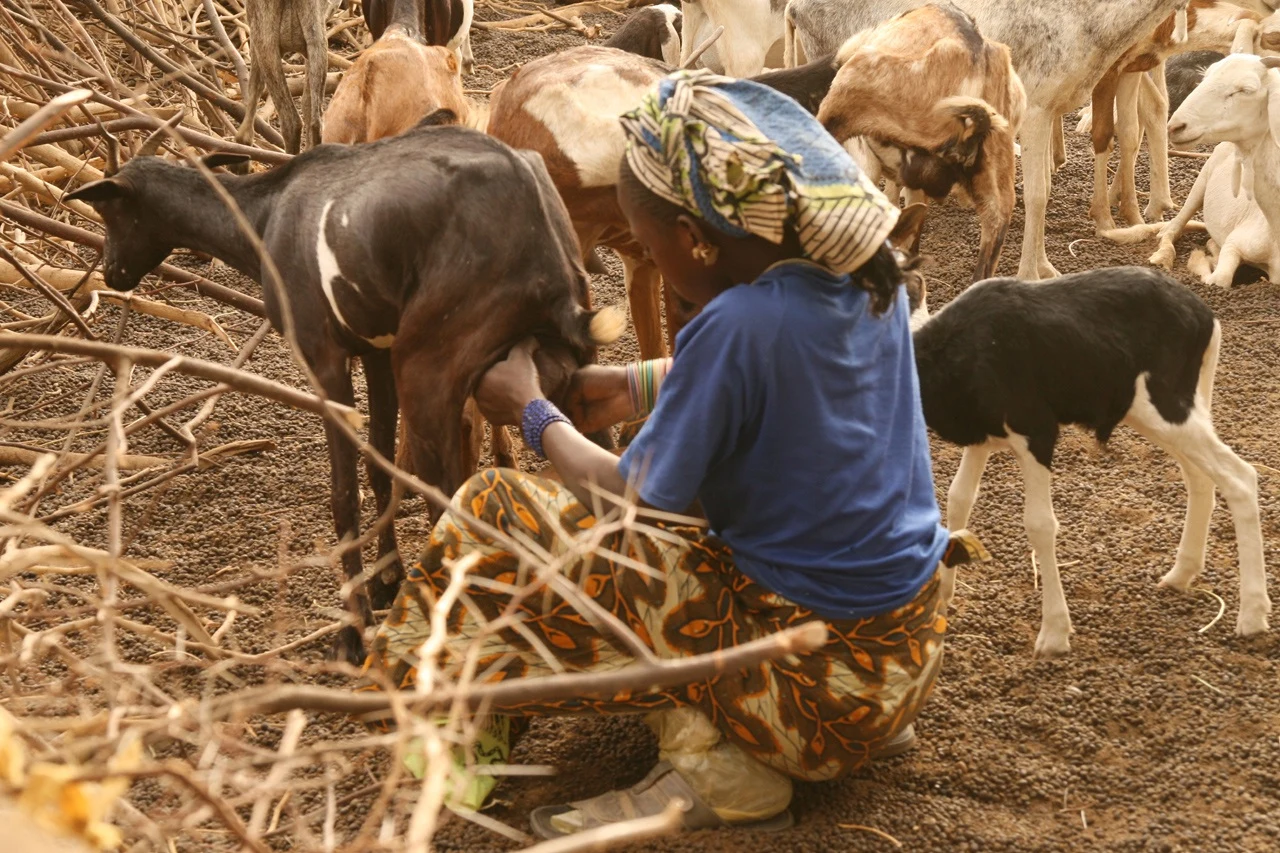 Podor : le programme WAPEC démarre avec une remise de chèvres à Aéré Lao